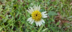 Tridax procumbens