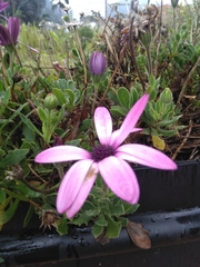 Dimorphotheca ecklonis