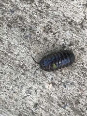 Armadillidium vulgare