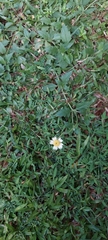 Tridax procumbens