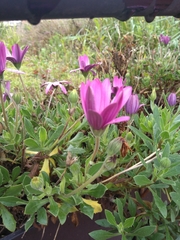 Dimorphotheca ecklonis