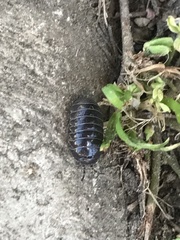 Armadillidium vulgare