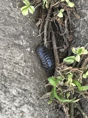 Armadillidium vulgare