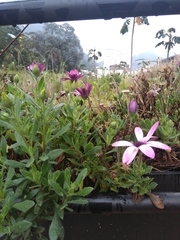 Dimorphotheca ecklonis