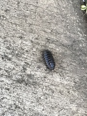 Armadillidium vulgare
