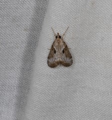 Otiophora clavifera