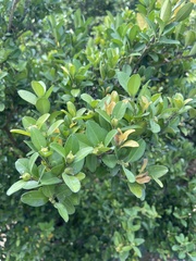 Buxus liukiuensis