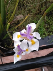 Dietes grandiflora