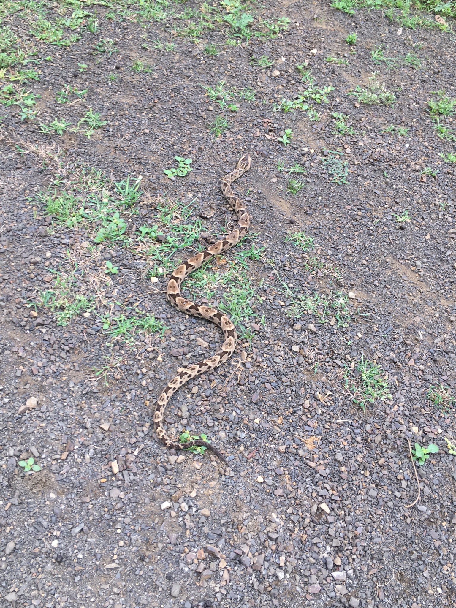 Bothrops image