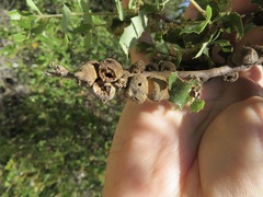 Disholcaspis mamillana
