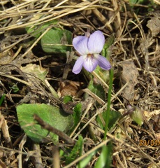 Viola rupestris