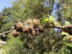 Disholcaspis mamillana
