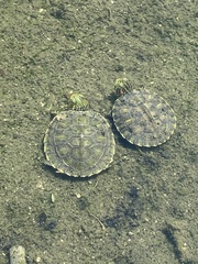 Trachemys scripta elegans