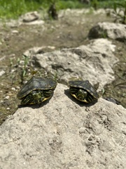 Trachemys scripta elegans