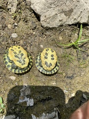 Trachemys scripta elegans