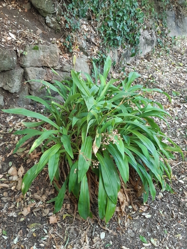 Arthropodium cirratum