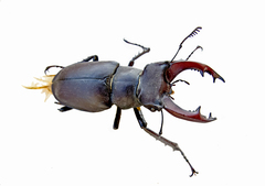 Lucanus cervus turcicus