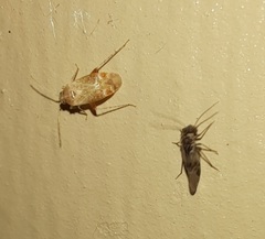 Hamatophylus guttulosus