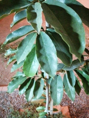 Magnoliopsida