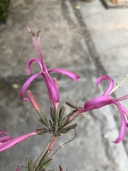 Anisacanthus puberulus