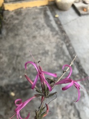 Anisacanthus puberulus