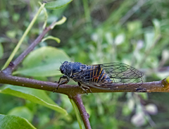 Cicadettinae