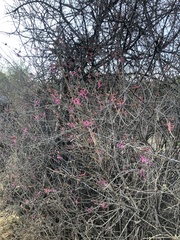 Anisacanthus puberulus