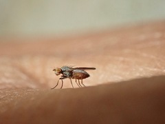 Diptera