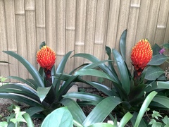 Guzmania conifera