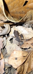Eleutherodactylus