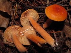 Lactarius luculentus laetus
