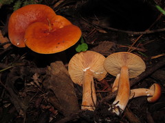 Lactarius luculentus laetus