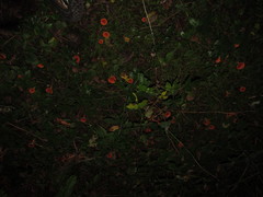 Lactarius luculentus laetus