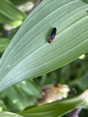 Ludioschema obscuripes