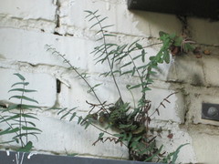 Pellaea atropurpurea