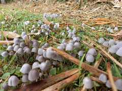 Coprinellus disseminatus