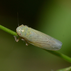 Graminella nigrifrons