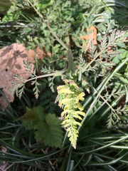 Corydalis cheilanthifolia