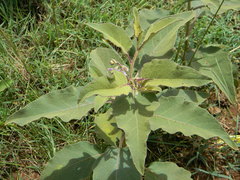 Solanum incanum