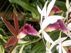 Phaius