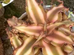 Cryptanthus