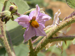 Solanum incanum