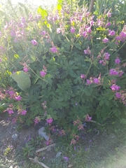 Geranium × cantabrigiense