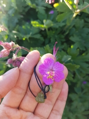 Geranium × cantabrigiense