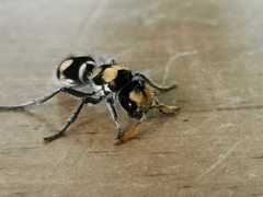 Hoplomutilla insignis