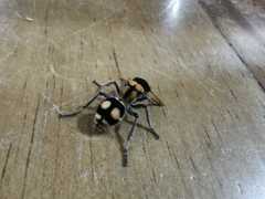 Hoplomutilla insignis