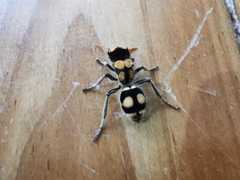 Hoplomutilla insignis