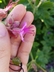 Geranium × cantabrigiense