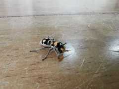 Hoplomutilla insignis