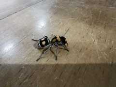 Hoplomutilla insignis